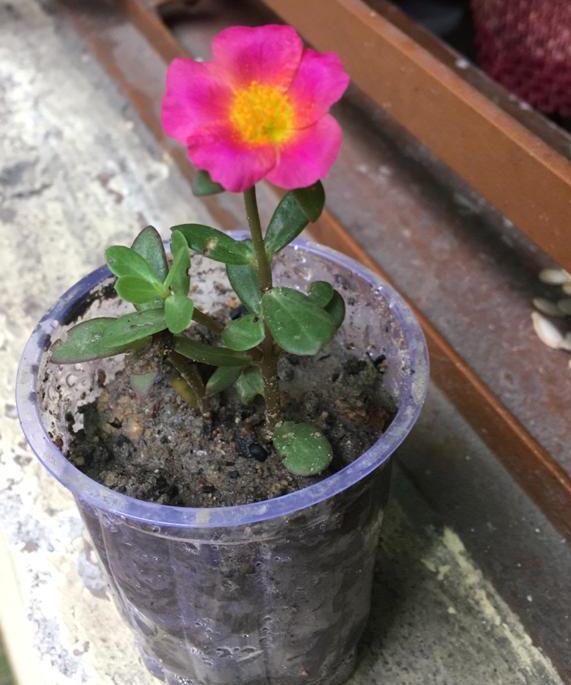 https://www.timbuktu80.com/product-image/l6162-agb666005-portulaca-grandiflora-pl.jpeg